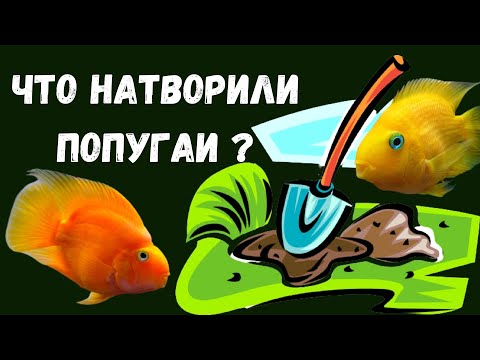 Видео: #РЫБЫПОПУГАИ#ЦИХЛИДЫ РАЗРЫЛИ #ГРУНТ И ВЫРВАЛИ ВСЕ #РАСТЕНИЯ ❕❗❕