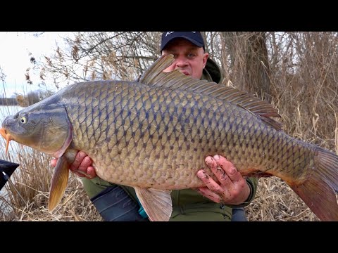 Видео: Річка Рось роздає! Трофейні дикі амури і сазани на кормаки!