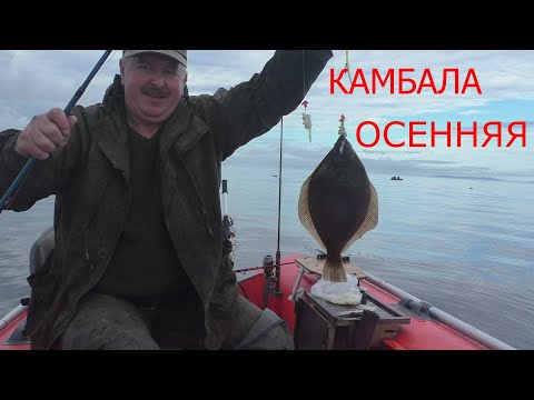 Видео: КАМБАЛА ОТБОРНАЯ ОСЕННЯЯ!!!