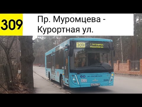 Видео: Автобус 309. Пр. Муромцева - Курортная ул.