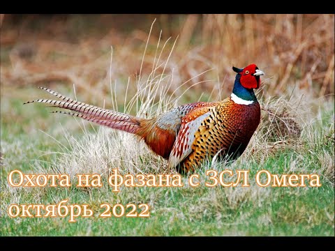 Видео: Охота на фазана с Западно-Сибирской лайкой