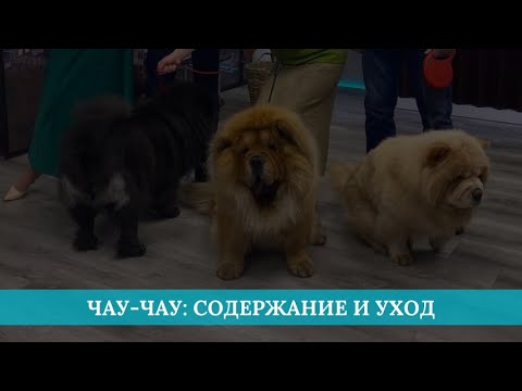 Видео: Чау-чау: содержание и уход