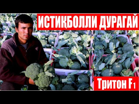 Видео: Тритон F1: Сифатига ўзингиз баҳо беринг! (Broccoli Triton F1 Sakata) 2-қисм