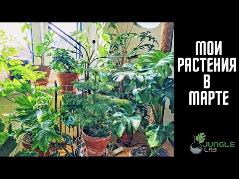 Видео: Обзор Моих Комнатных Растений в Марте | Мои НОВИНКИ