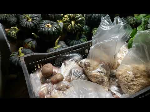 Видео: Не сажайте ЭТИ САРПО сорта картофеля! Толку от них никакого!