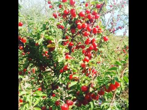 Видео: Исмати Рози Навруз