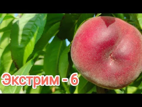 Видео: Персик Эксртим-6 /Peach Extreme-6