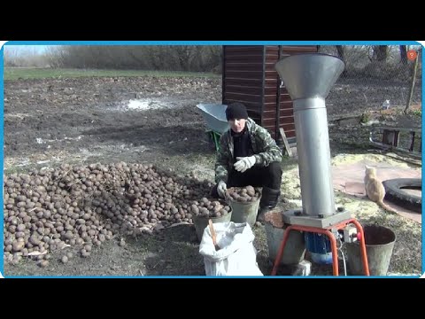 Видео: РЕШИЛ ПОДКОРМИТЬ БЫКА КАРТОШКОЙ ПЕРЕД ЗАБОЕМ, ЖИЗНЬ В ДЕРЕВНЕ