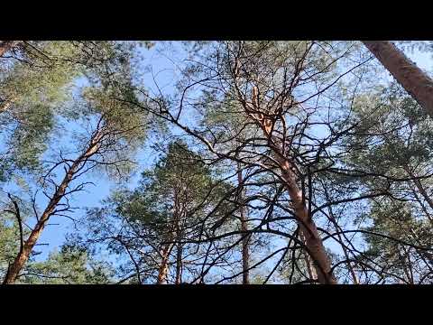Видео: Настоящий друг...