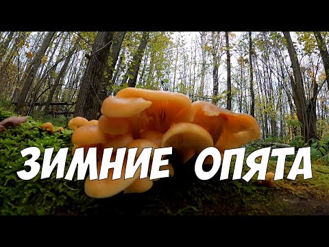 Видео: Зимние опята - советы и секреты - как выглядят и где искать