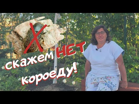 Видео: Наш ответ короеду!!!