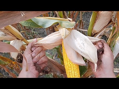 Видео: Обзор кукурузы СИ Фортаго.