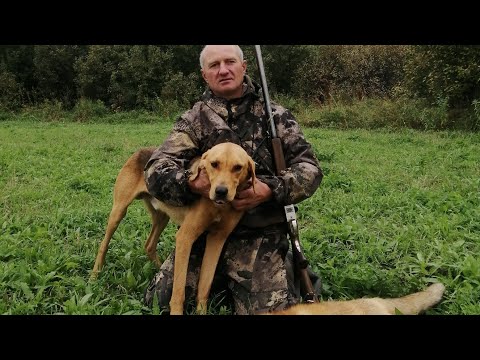 Видео: Охота с русскими гончими
