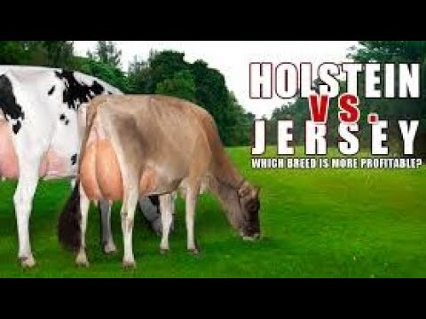Видео: Какую корову выбрать Джерсей или Голштинку? Мой выбор и почему! Jersey Cow vs. Holstein Cow