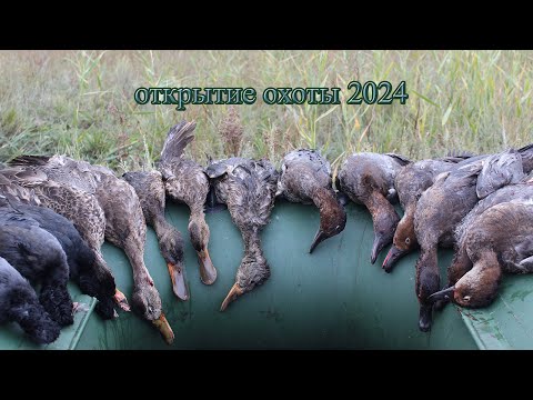Видео: Открытие 2024! Охота на уток в Омской области.
