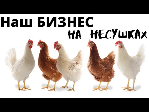 Видео: Наше хозяйство - куры несушки. Сборка яиц на продажу!