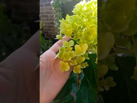 Видео: Черенки гортензии рост за сезон 🌿🌺💞