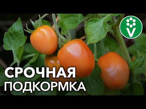 Видео: ВИТАМИННЫЙ ГОЛОД ТОМАТОВ. Страшные последствия нехватки кальция и как их избежать