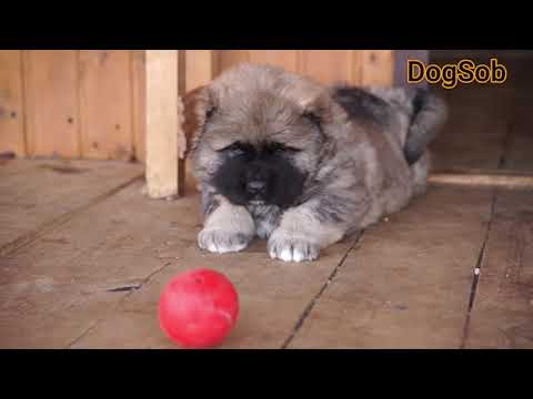 Видео: Рост и вес кавказской овчарки по месяцам, от щенка до взрослой собаки