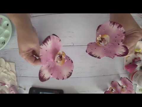 Видео: Тонировка орхидеи фаленопсис, сорт Легенда