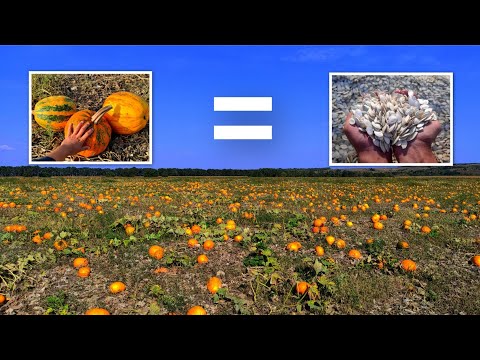 Видео: Посівний матеріал гарбуза 🎃 Збір врожаю. Завершальне відео цього сезону