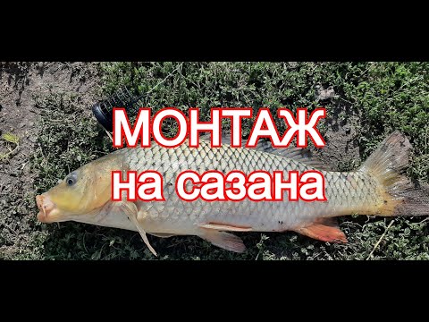 Видео: МОНТАЖ который ловит САЗАНА на течении.  Оснастка для ловли сазана на кукурузу и  горох.