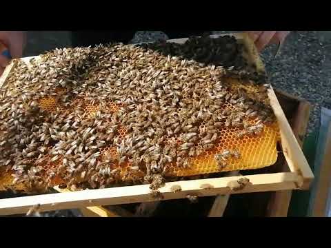Видео: Результат изоляции зимовки маток.