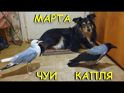 Видео: Чайка Чуи, ворона Капля и собака Марта