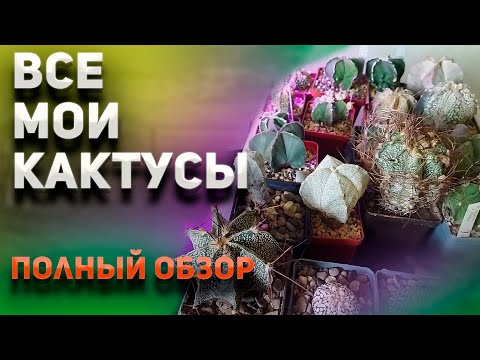 Видео: Все мои кактусы. Подробный обзор. Уход за кактусами