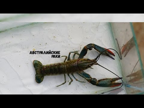 Видео: Анапа, Цены на товарного рака, Инстраграм