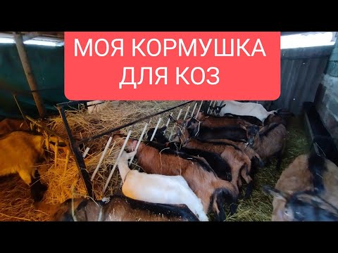 Видео: Моя КОРМУШКА для коз