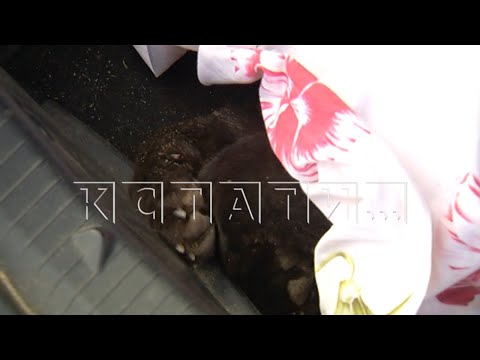 Видео: Отравитель хотел отравить собак, не вызывая подозрений, но его замысел удался наполовину