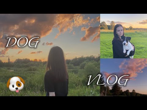 Видео: DOG VLOG 🐶 в деревне с собакой 👩🏻‍💻💋