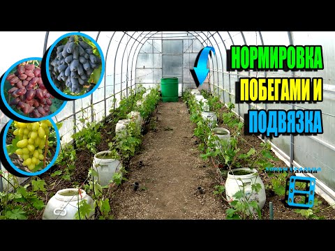 Видео: НОРМИРОВКА ПОБЕГАМИ И ПОДВЯЗКА. УБИРАЕМ ПРОТИВОЗАМОРОЗОЧНУЮ СИСТЕМУ. СЕВЕРНЫЙ ВИНОГРАДНИК 25-18