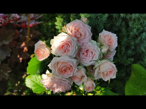 Видео: 17 сортов РОЗ - Лидеры второго цветения. ч. 2