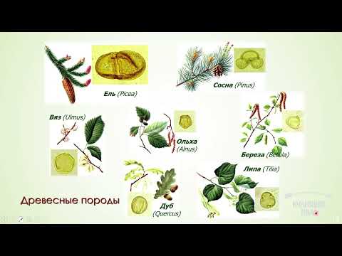 Видео: Культурный слой Московского Кремля в свете археобиологических исследований