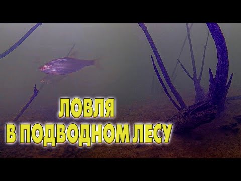 Видео: РИСКНУЛ СЕСТЬ В КОРЧИ!  Первая рыбалка на Яузском водохранилище.