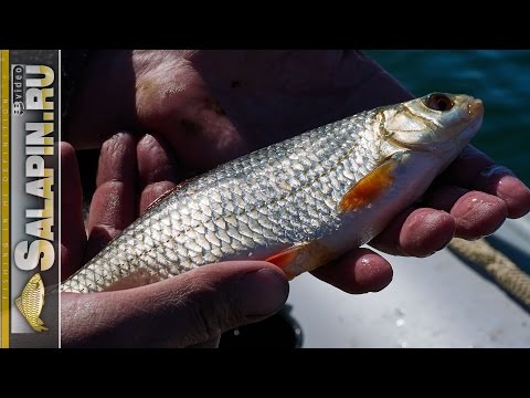 Видео: Рыбалка с лодки (ловля плотвы на поплавок) на озере Плещеево [salapinru]
