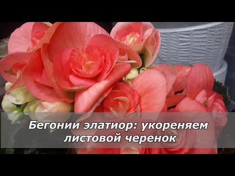 Видео: Бегония элатиор. Размножение листовыми черенками  - это просто.