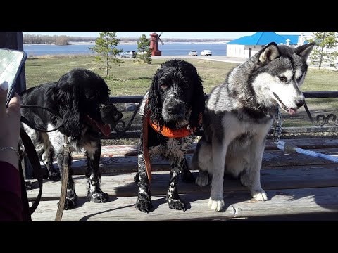 Видео: DogVlog : Прогулка с собаками на Каму 🐾