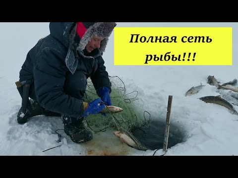 Видео: Полная сеть рыбы!