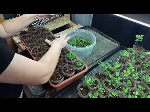 Видео: 30.10.2025   Сажу черенки хризантем мультифлор. 