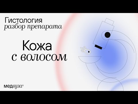 Видео: КОЖА С ВОЛОСОМ | Разбор гистологического препарата