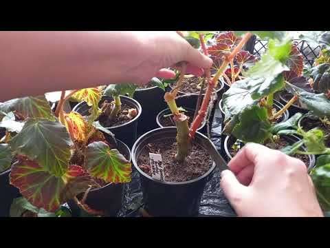 Видео: Обрезка бегоний в зимнее время. Готовим растения к новому сезону.