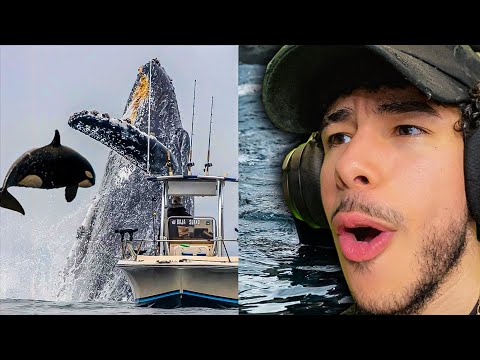 Видео: Киты — это прямая угроза… (Casual Geographic)