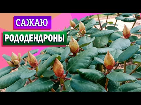 Видео: Посадка рододендронов. Составляю грунт "из того, что было"...