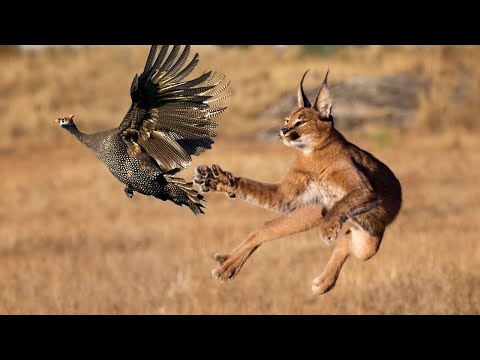 Видео: Каракал — кот-прыгун, охотник на птиц! Каракал против шакалов. Интересные факты о каракалах.