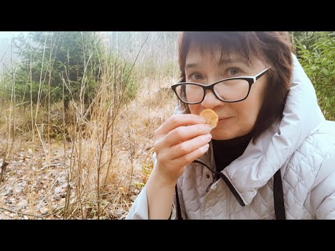 Видео: Ярославские грибы конца октября