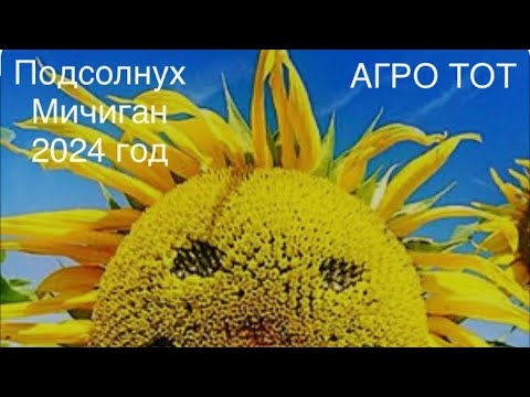 Видео: Подсолнух Мичиган Сингента обзор 2024 АГРО ТОТ