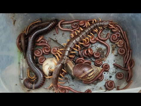 Видео: Лучшее исследование, ловля ядовитой сороконожки, краснопятнистой многоножки, гигантской многоножк...